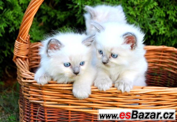 Kříženec Ragdoll + perská kočka – fotografie 2