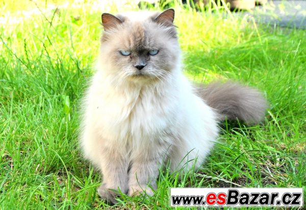 Kříženec Ragdoll + perská kočka – fotografie 4