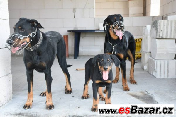 Pejsek beaucerona s PP – fotografie 1