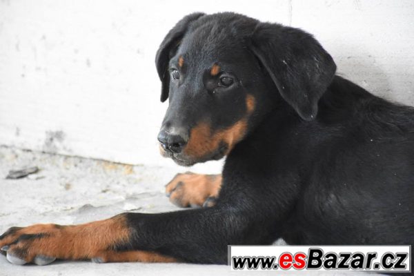 Pejsek beaucerona s PP – fotografie 2