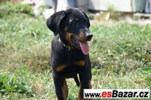 Pejsek beaucerona s PP – fotografie 3
