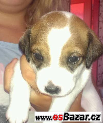 Prodám štěňátka jack russel – fotografie 1