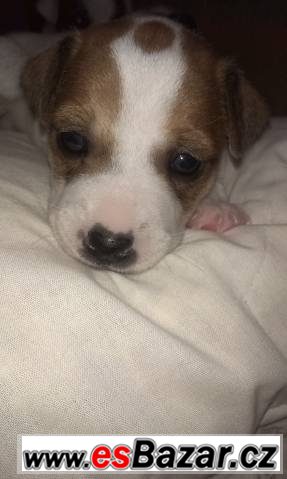 Prodám štěňátka jack russel – fotografie 2