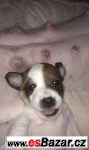 Prodám štěňátka jack russel – fotografie 3