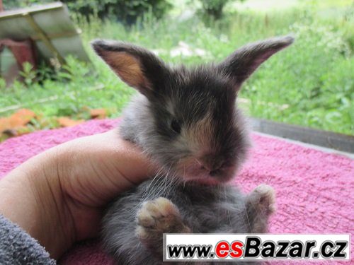 Volní zakrsláčci – fotografie 1