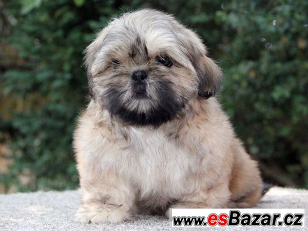 Shih-tzu - štěňátka s PP – fotografie 2