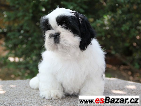 Shih-tzu - štěňátka s PP – fotografie 3