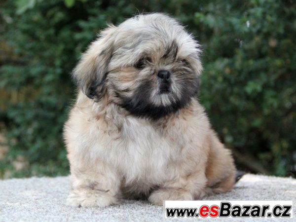 Shih-tzu - štěňátka s PP – fotografie 4