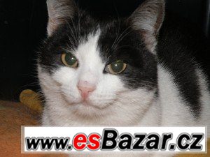 Najde Amálka domov ? – fotografie 1