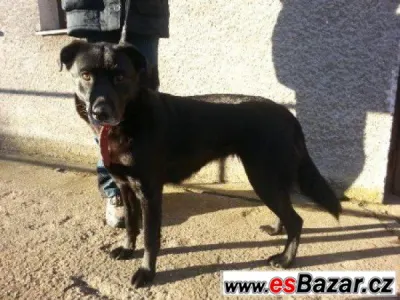 Sally - kříženec labradora