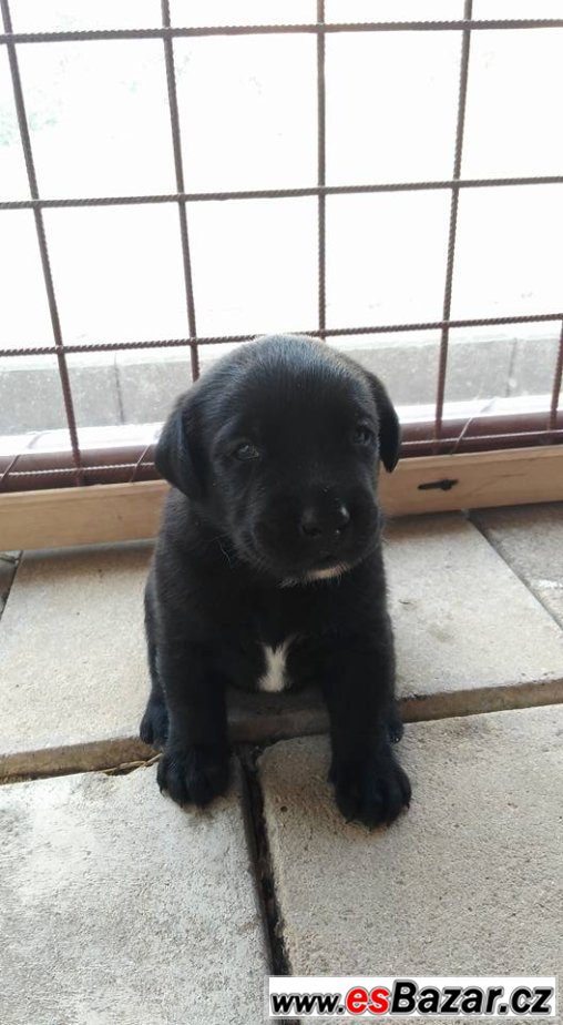  štěňátka labradorského retrívra – fotografie 1