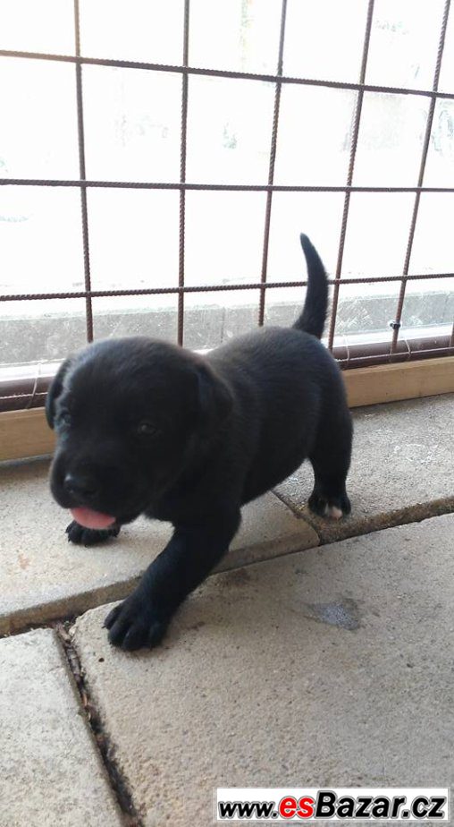  štěňátka labradorského retrívra – fotografie 2