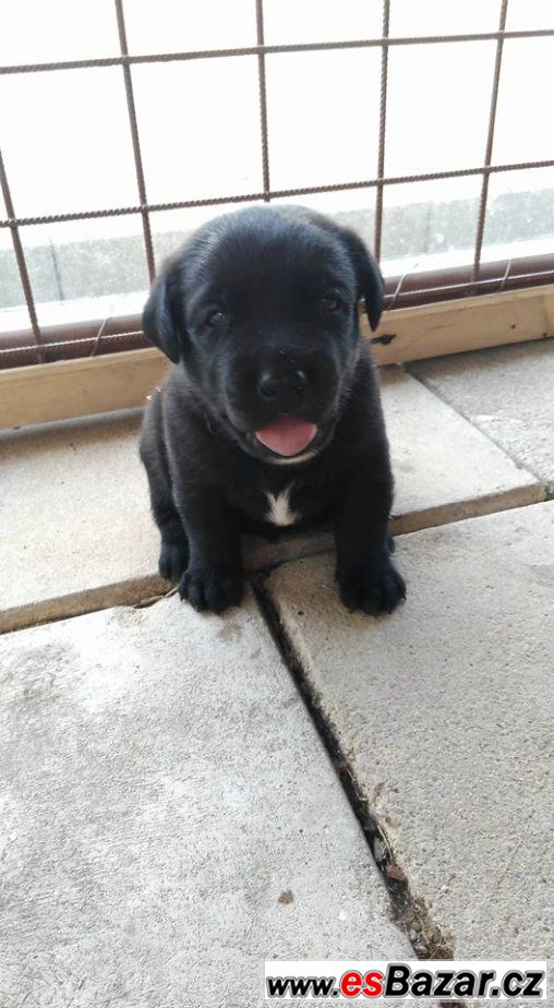  štěňátka labradorského retrívra – fotografie 3