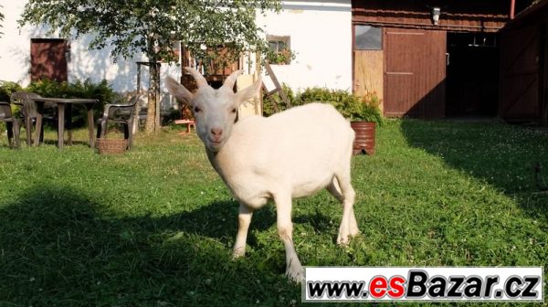 Prodáme kozičku k chovu – fotografie 2