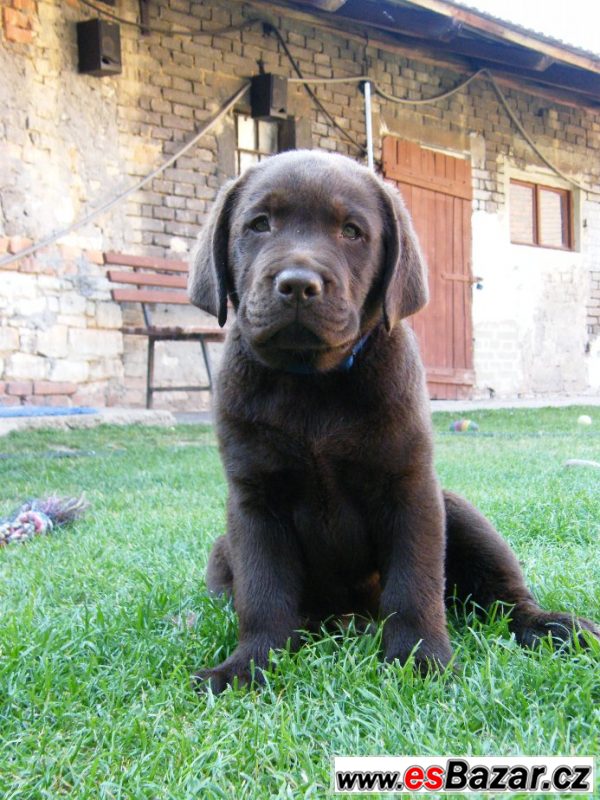 Pejsek hnědý LABRADOR RETRIEVER – fotografie 2