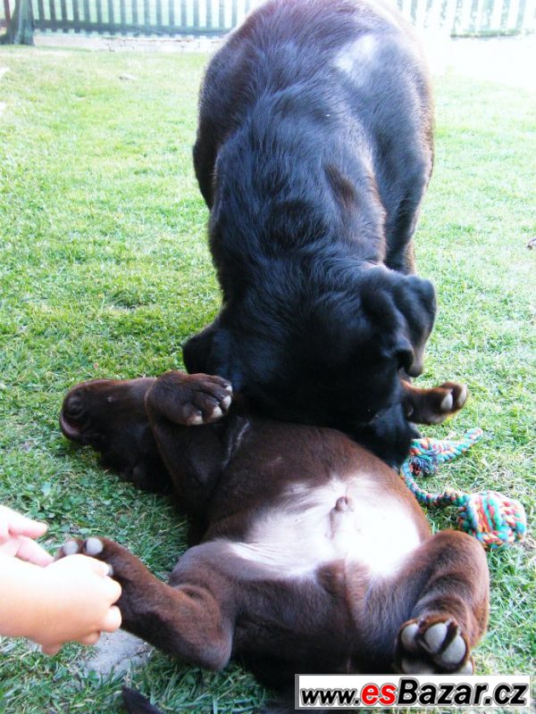 Pejsek hnědý LABRADOR RETRIEVER – fotografie 6