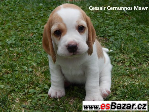 Štěňata beagle / bígl s PP – fotografie 1