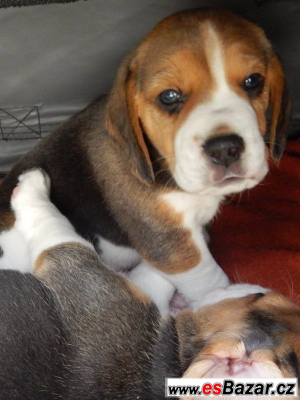 Štěňata beagle / bígl s PP – fotografie 3