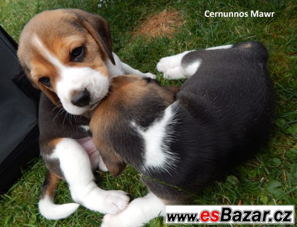 Štěňata beagle / bígl s PP – fotografie 5