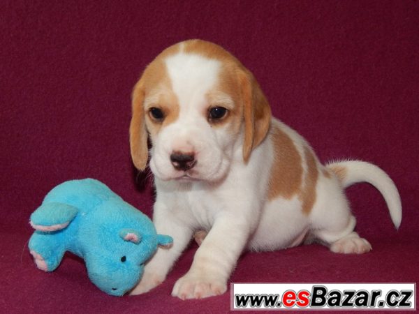 Štěňata beagle / bígl s PP – fotografie 6