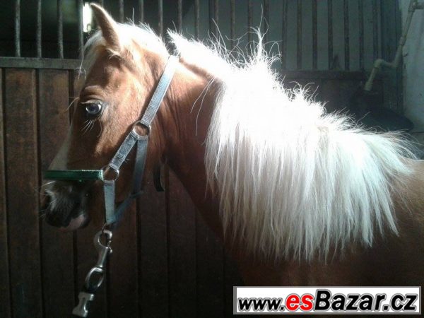 Welsh pony typu A – fotografie 1