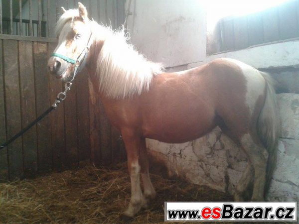 Welsh pony typu A – fotografie 2