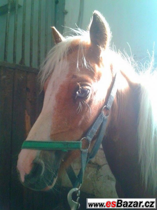 Welsh pony typu A – fotografie 4