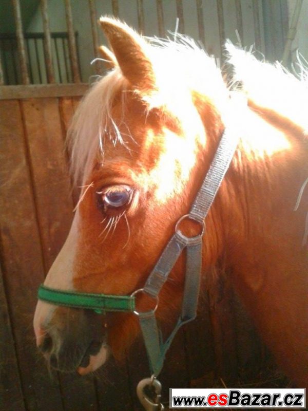 Welsh pony typu A – fotografie 5