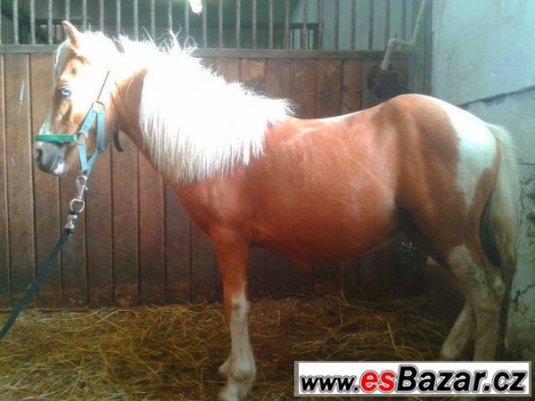Welsh pony typu A – fotografie 6