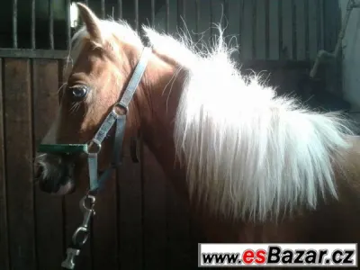 Welsh pony typu A