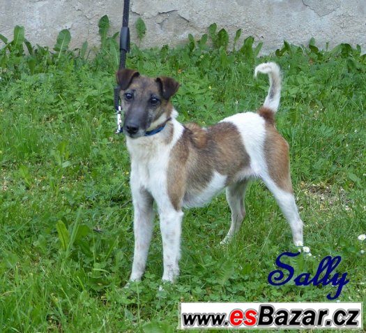 Sally - foxteriérka s PP – fotografie 1