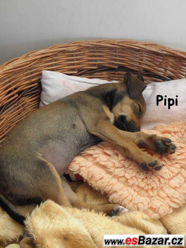 Štěně - pes - fena – fotografie 3