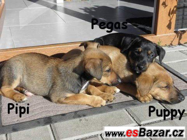 Štěně - pes - fena – fotografie 4
