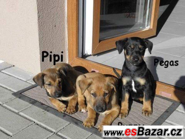 Štěně - pes - fena – fotografie 5