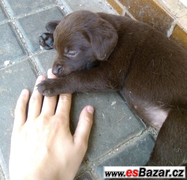 Prodej - štěňata labradora – fotografie 1