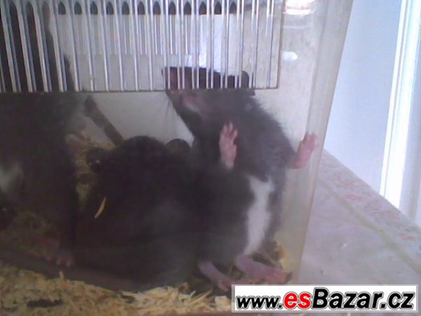Nabízím potkany stáří 6 týdnů.  – fotografie 1