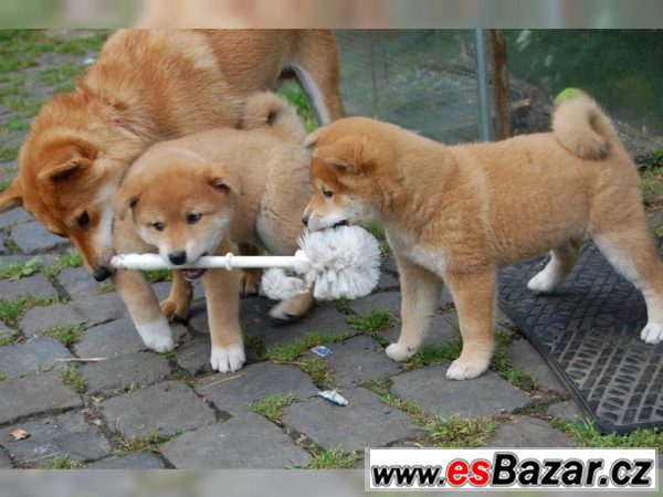 Shiba Inu  - 5 psíky - odber IHNEĎ – fotografie 1
