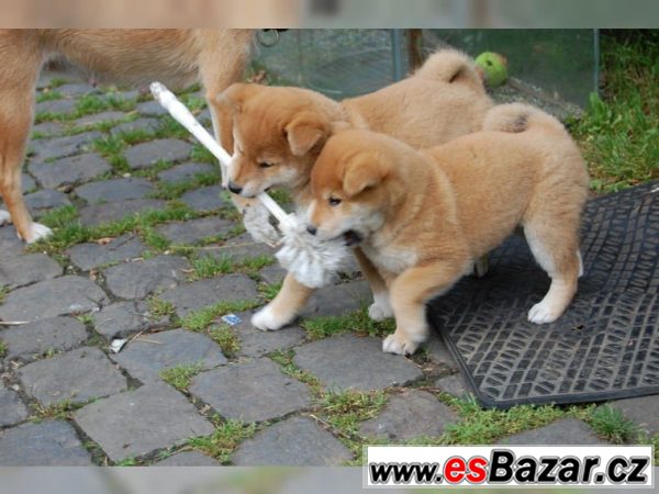 Shiba Inu  - 5 psíky - odber IHNEĎ – fotografie 2