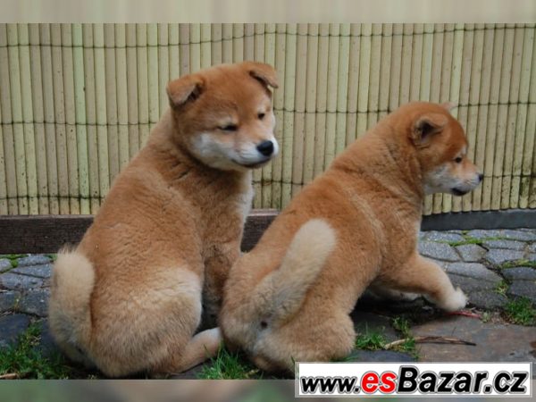 Shiba Inu  - 5 psíky - odber IHNEĎ – fotografie 3
