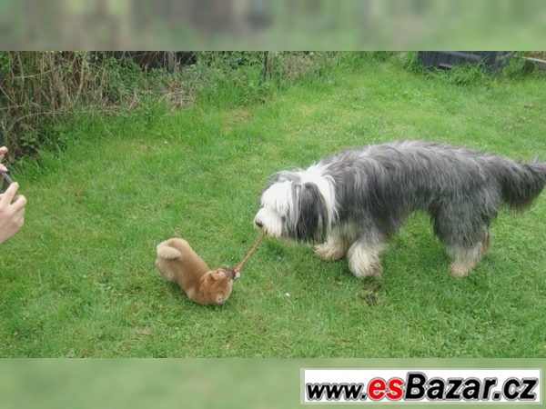 Prodám štěňátka Shiba Inu s PP – fotografie 1