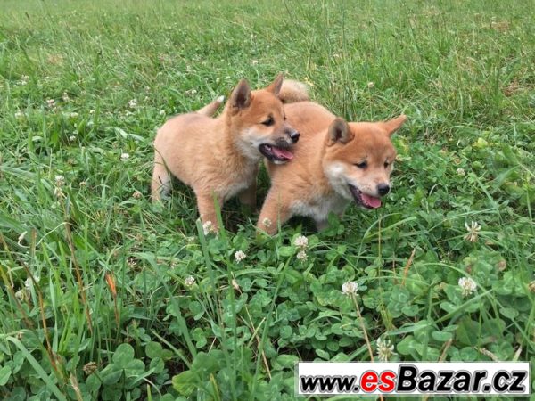 Prodám štěňátka Shiba Inu s PP – fotografie 2