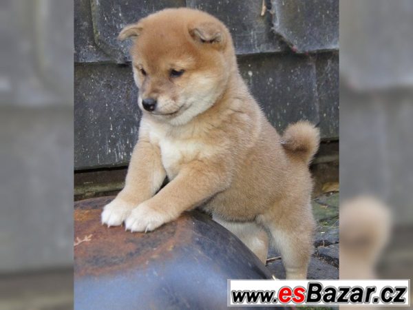 Prodám štěňátka Shiba Inu s PP – fotografie 3