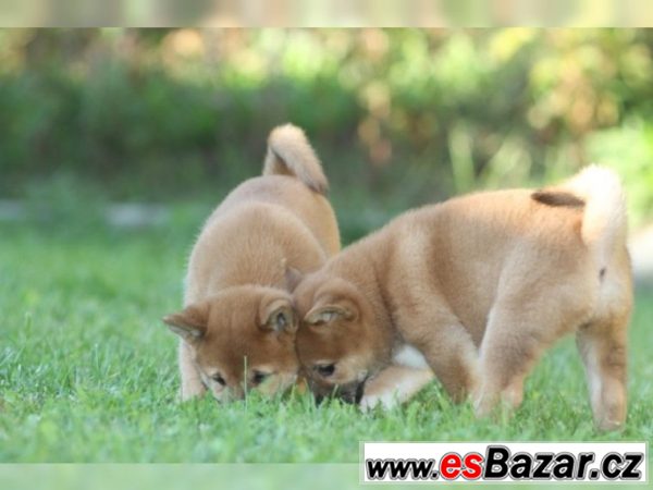 Prodám štěně Shiba inu Fenka – fotografie 2