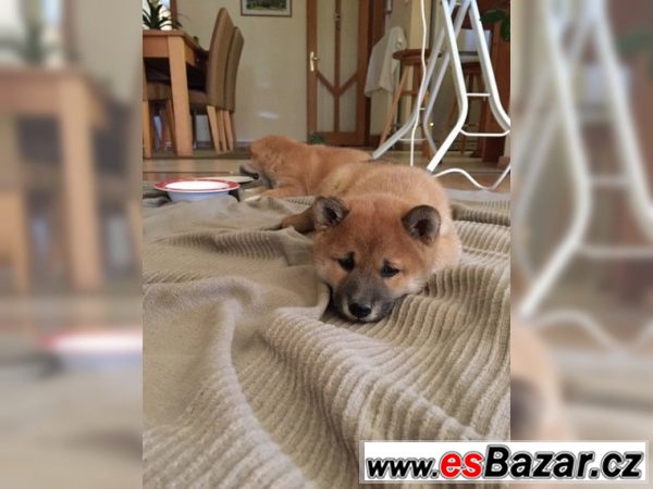 Prodám štěně Shiba inu Fenka – fotografie 3