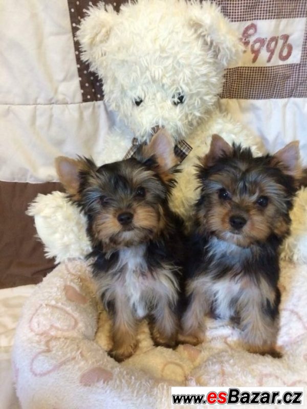 Yorkshire terrier carrier – fotografie 1