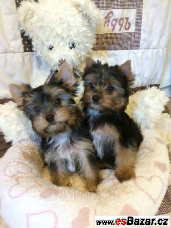Yorkshire terrier carrier – fotografie 2