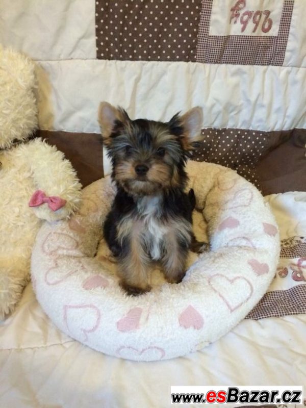 Yorkshire terrier carrier – fotografie 3
