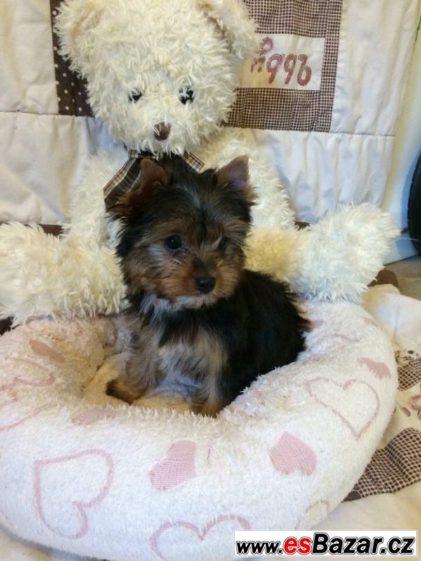 Yorkshire terrier carrier – fotografie 6