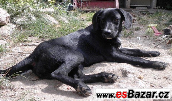 TARRA - Labradorský retrívr x-štěně – fotografie 2
