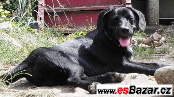 TARRA - Labradorský retrívr x-štěně – fotografie 3